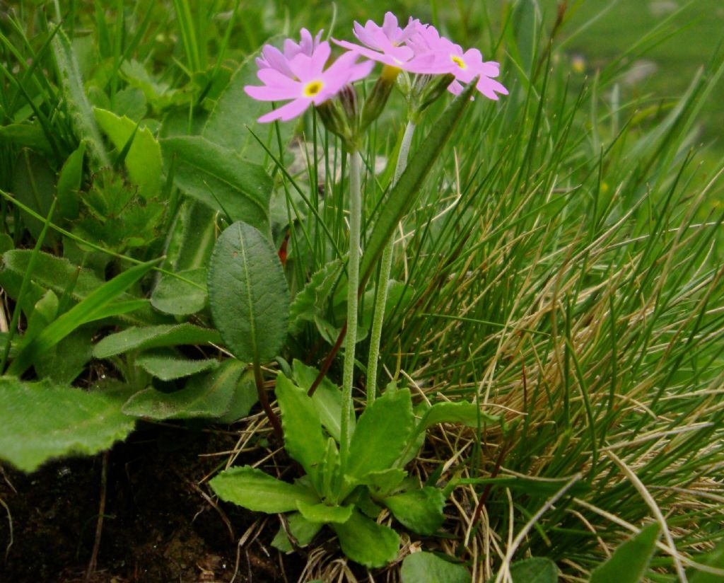 Primula farinosa